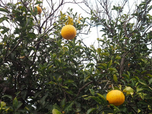 Ehime Mikan Coffee (Bitter & Fruity) 6 cups